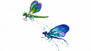 Dragonfly Graphics